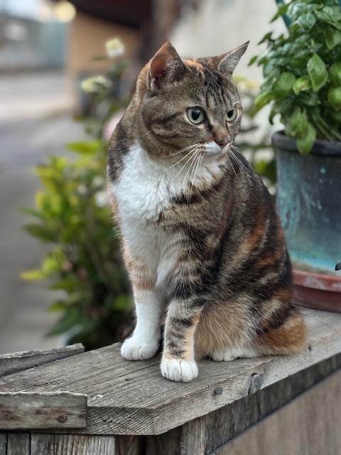 Mogli & Nala meine kleinen Gäste
