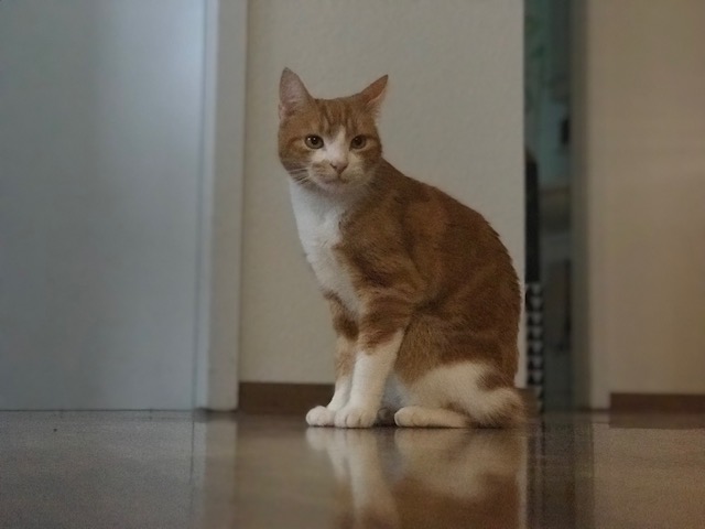 Mogli & Nala meine kleinen Gäste