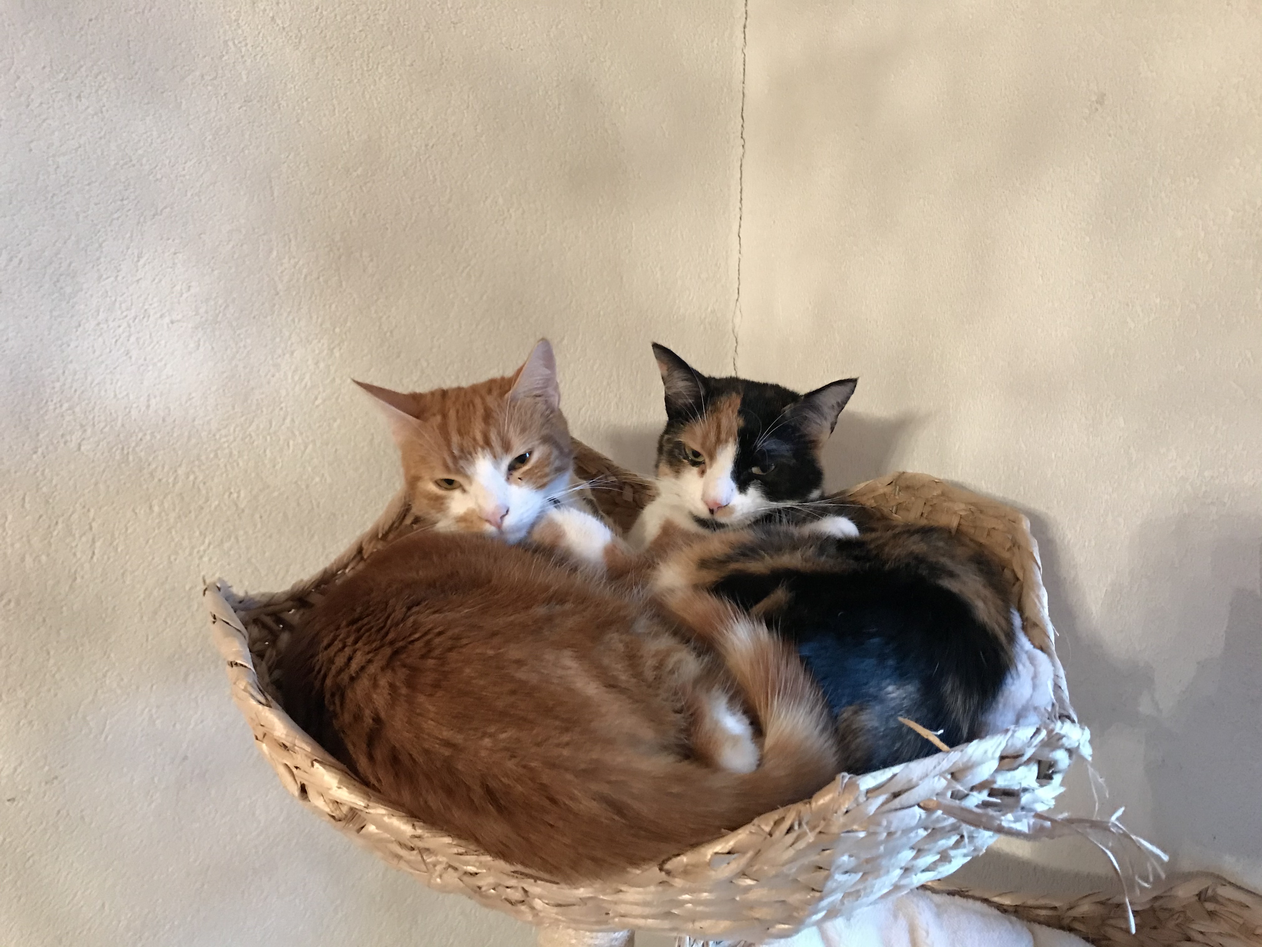 Mogli & Nala meine kleinen Gäste