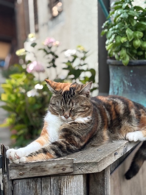 Mogli & Nala meine kleinen Gäste