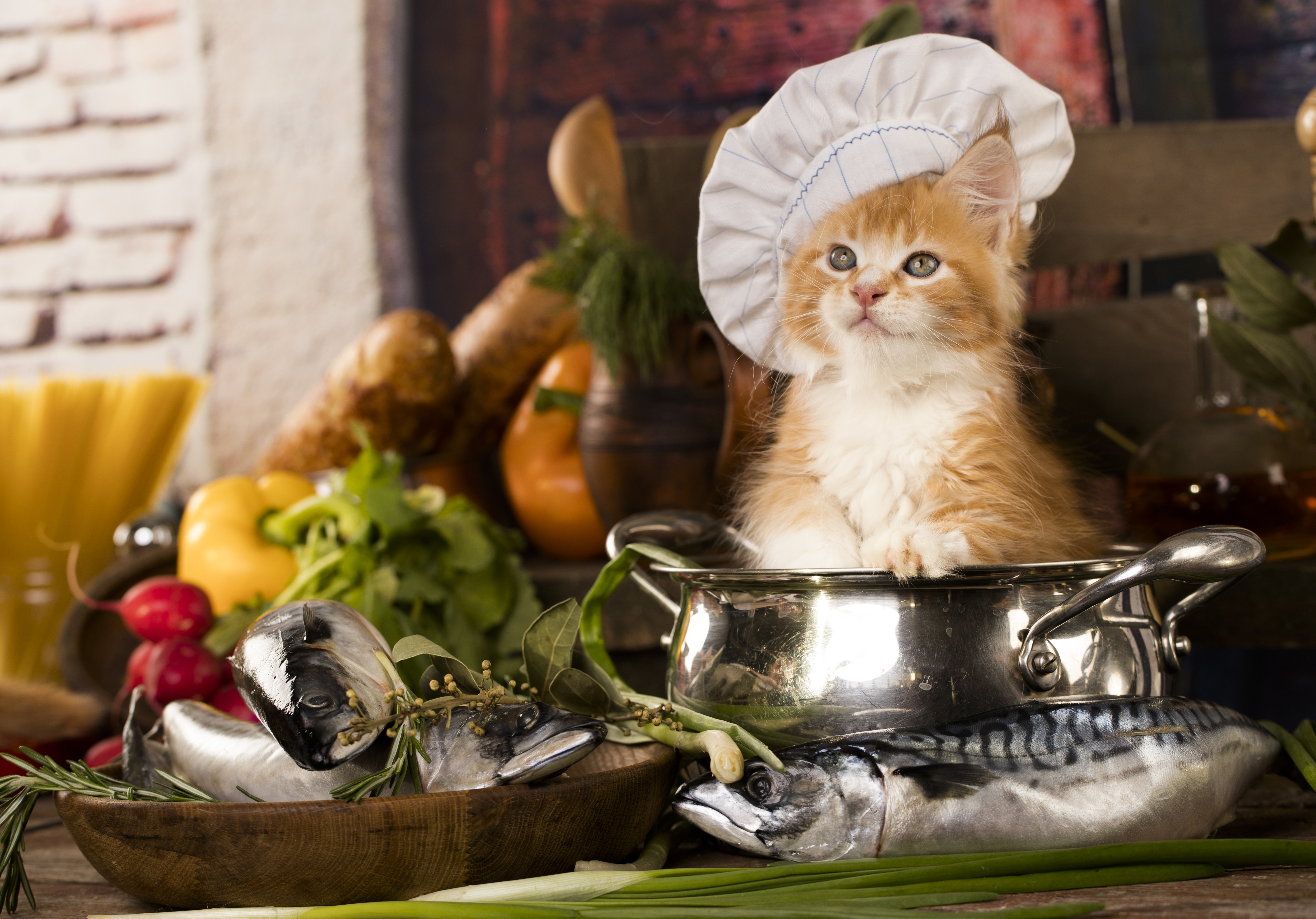 PfotenBAR für Katzen und Hunde, Ernährungsberatungen für Katzen und Hunde